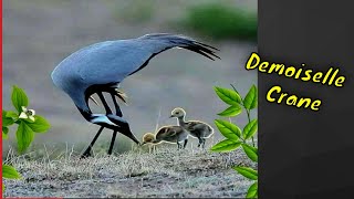Demoiselle crane sound | Birds of pakistan | कूंज, کونج, ਕੂੰਜ | Koonj | Green Pakistan