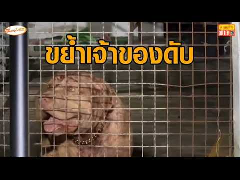 สลด หมาแบนด๊อกขย้ำเจ้าของวัย 70 ดับคาบ้าน พบเคยกัดเจ้าของเดิมตายปี 64