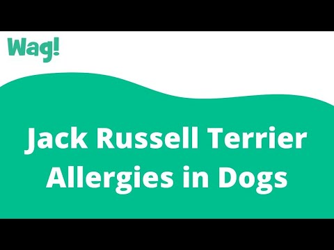 Videó: A Jack Russell Daily-nak ez segíthet a fájdalmas bőrallergiák enyhítésében