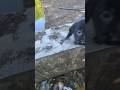 POV: Watch This Puppy’s Heartwarming Gratitude After Being Saved