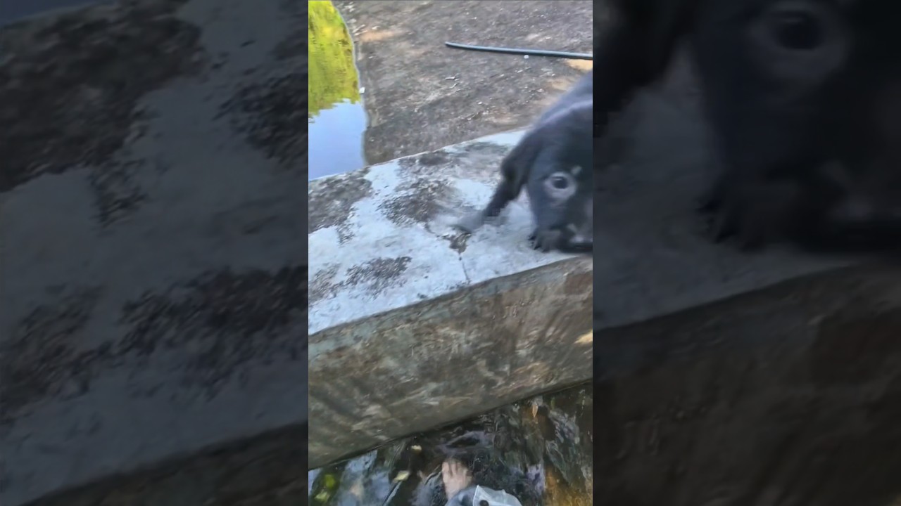 POV: Watch This Puppy’s Heartwarming Gratitude After Being Saved