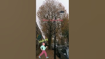 تلاوة جميله للشيخ ماهر المعيقلي ماتيسر من سورة لقمان