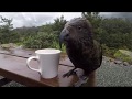 Kea antics