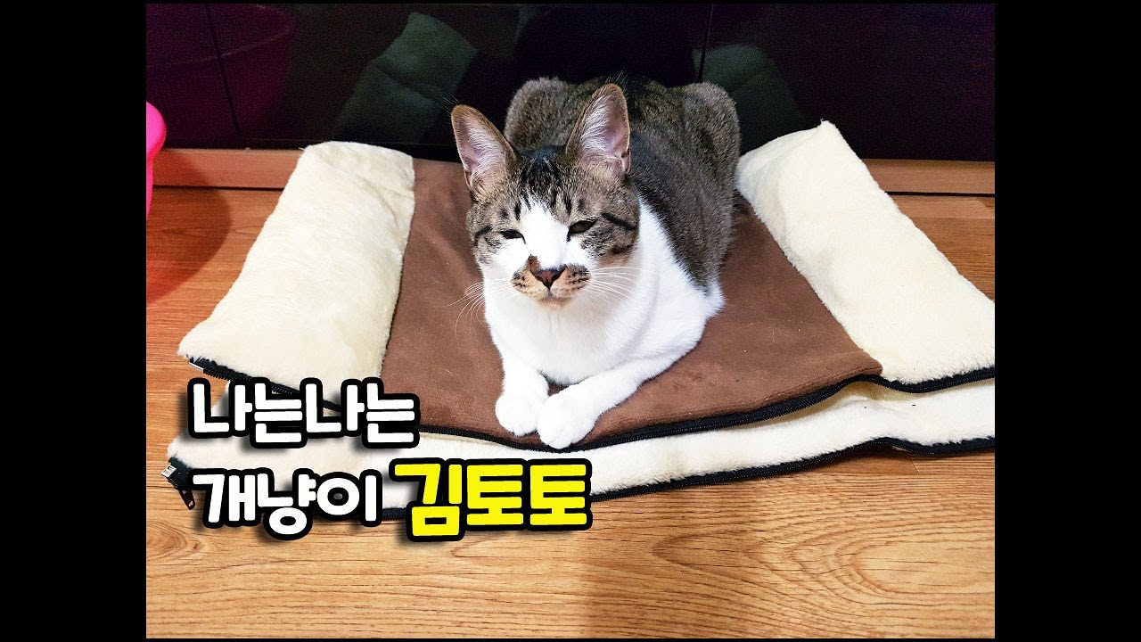 임모삼춘들 나는 개냥이에오 Korean cat YouTube