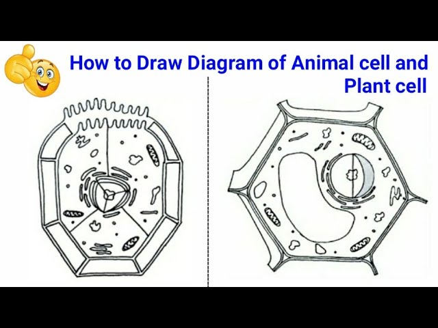 how to make diagram of plant cell and animal cell easy | how to draw plant  cell and animal cell - YouTube
