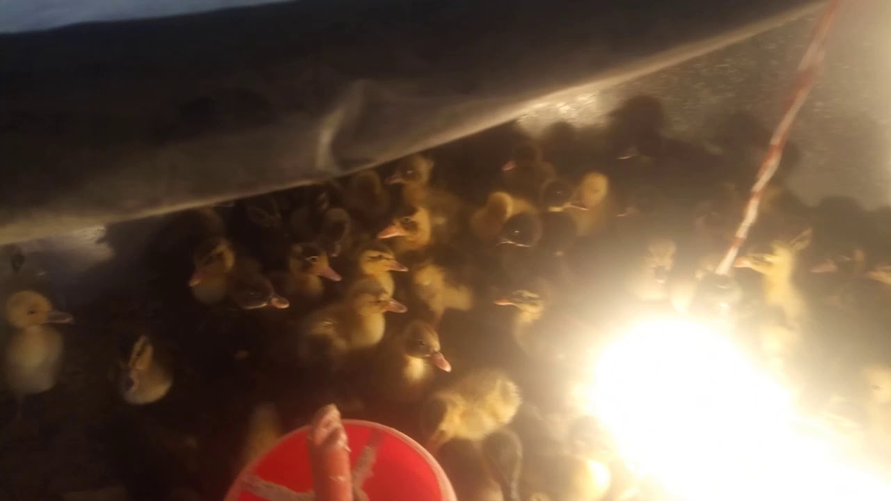 Assam incubator ph 7002182661