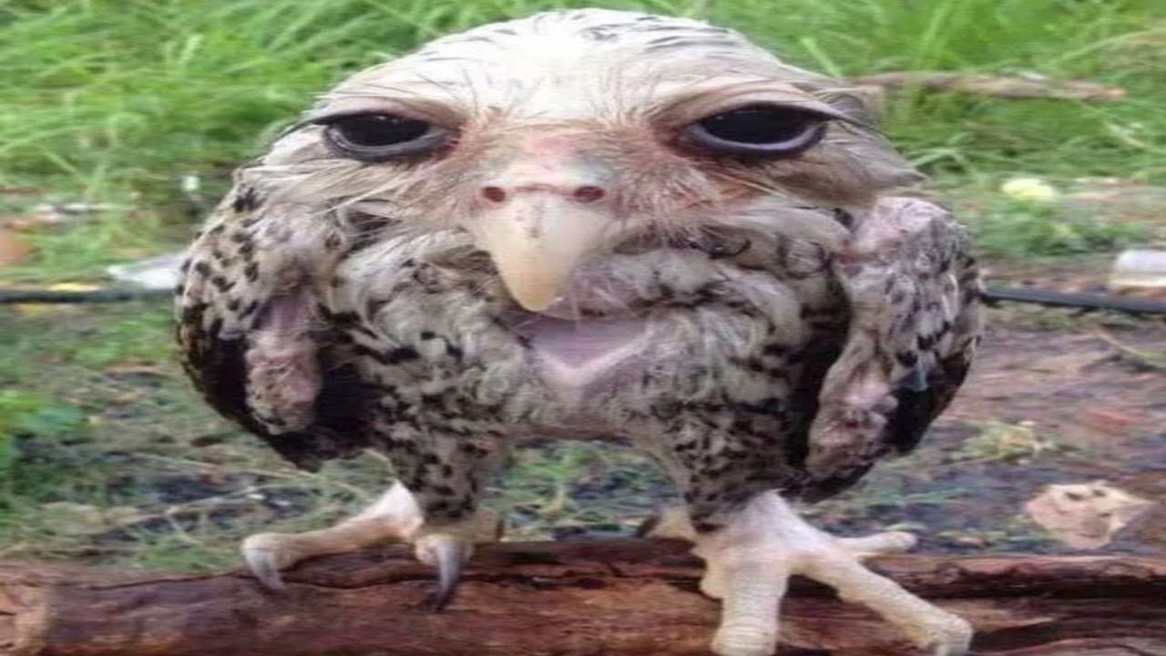 Полярная сова