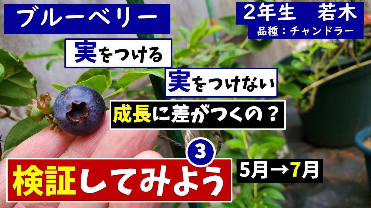ブルーベリー栽培：実をつける、つけない比較検証③（3ヵ月後） - YouTube