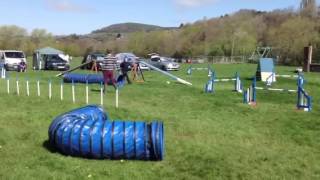 Dawn & Ruby 31/4/14 grade 3 agility golden valley