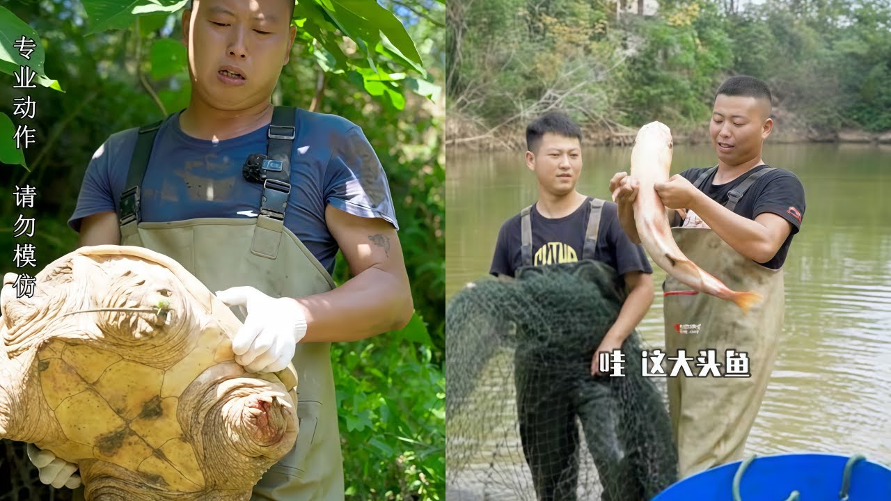 二叔家鱼塘里的鱼经常不明消失，这究竟是怎么回事啊