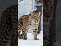 2026 तक ये 5 जानवर हमेशा के लिए गायब हो सकते हैं! 😱 | Extinction Crisis #facts #animalfacts #amazing