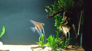 Rio Manacapuru Angelfish