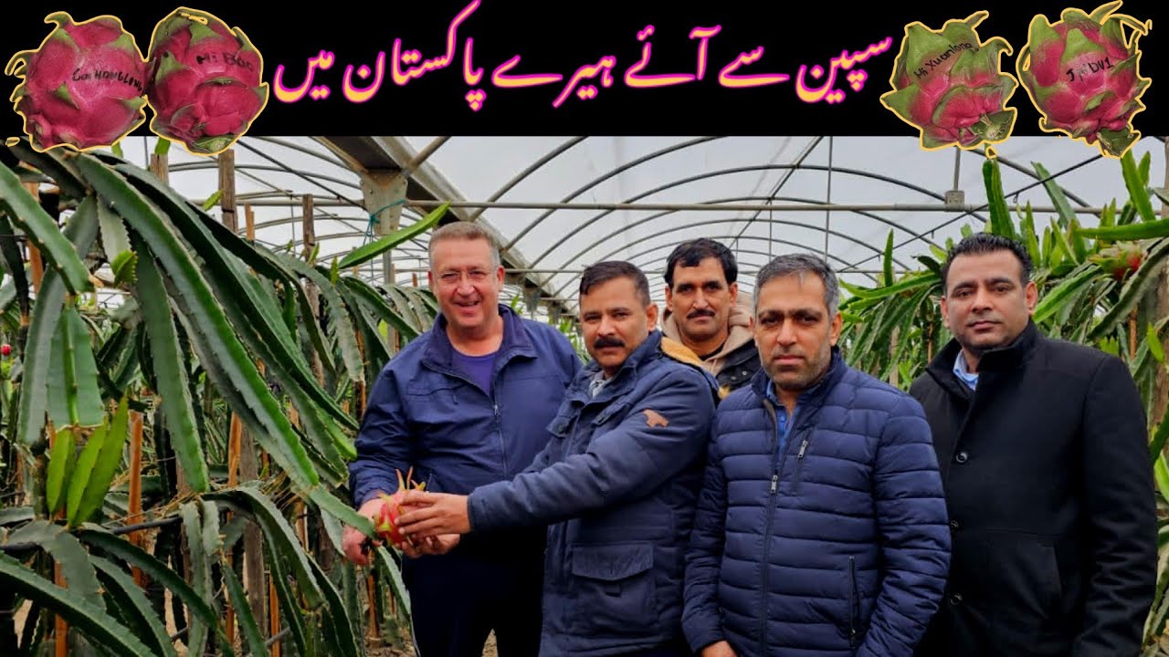 Unveiling the Hidden Gems: Exploring Rare Dragon Fruit Varieties.|Dr. Asif|