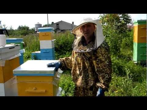 Пчеловодство для начинающих.