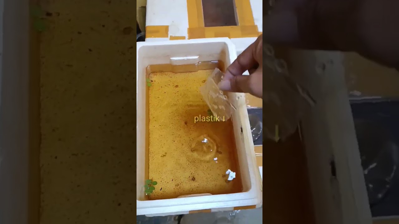 cara ternak cupang di sterofoam 