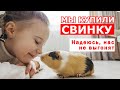 Мы купили свинку в Испании. Надеюсь, нас не выгонят из социального жилья.