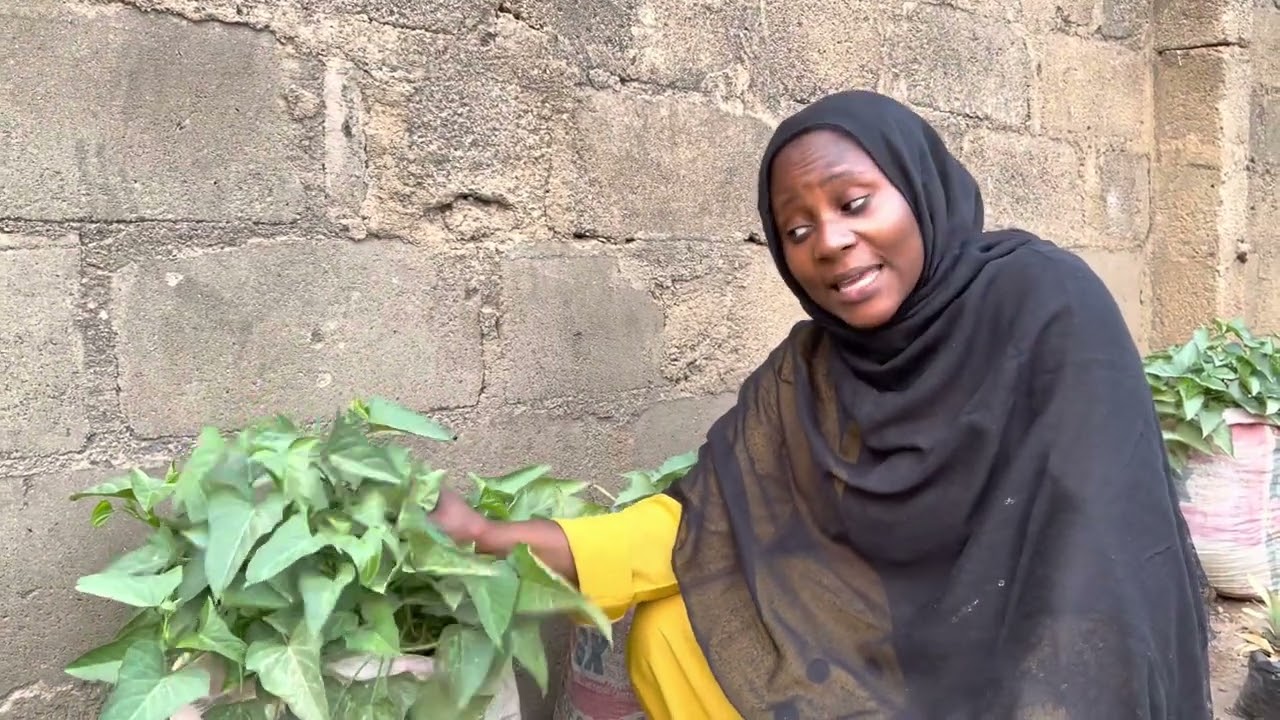 Yadda zaku yi noman dankali da lettuce a cikin buhu a gida (grow sweet potatoes in sacks and bags)