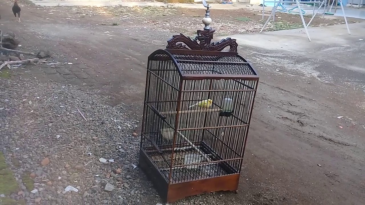 CARA MENGATASI KENARI MACET TOTAL