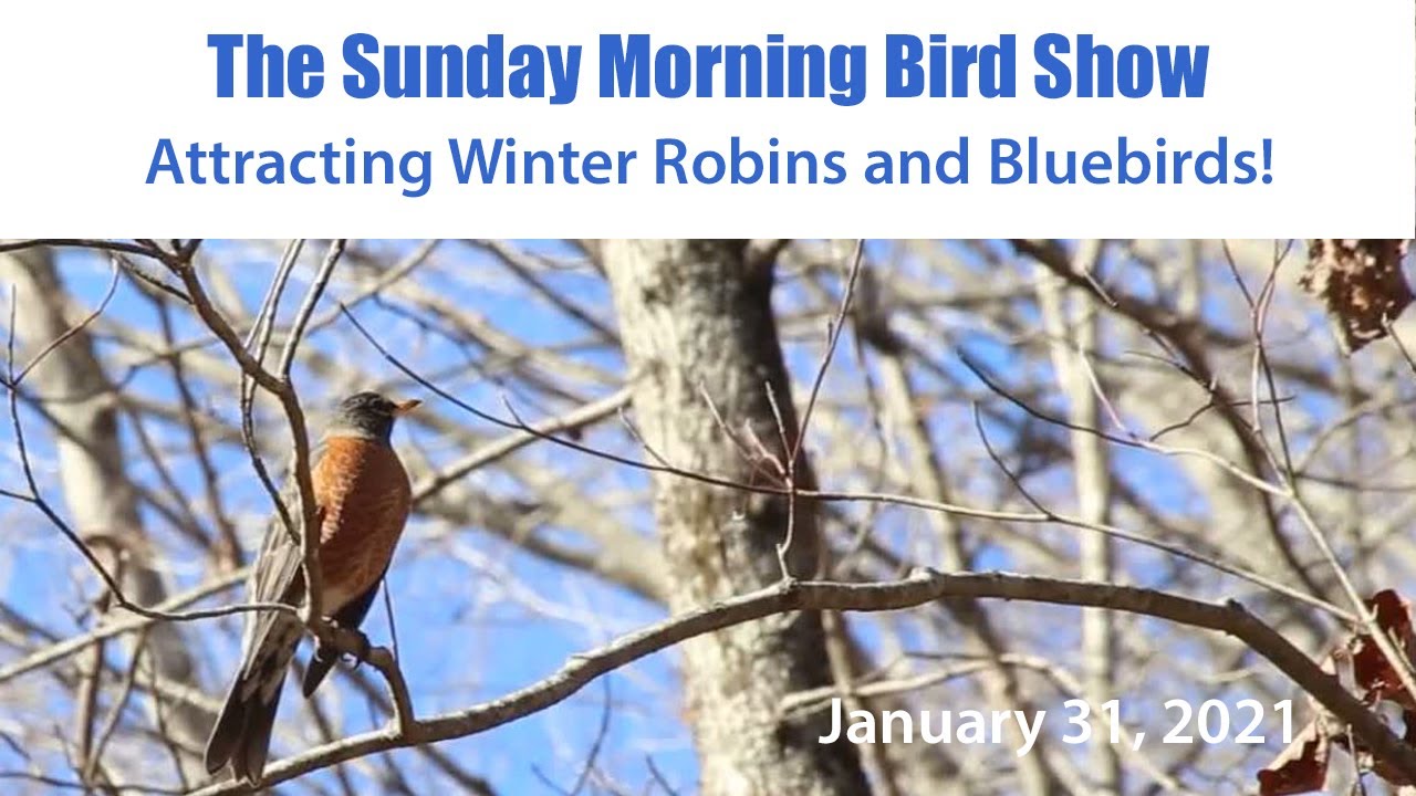 Attracting Winter Bluebirds and Robins! The Sunday Morning Bird Show