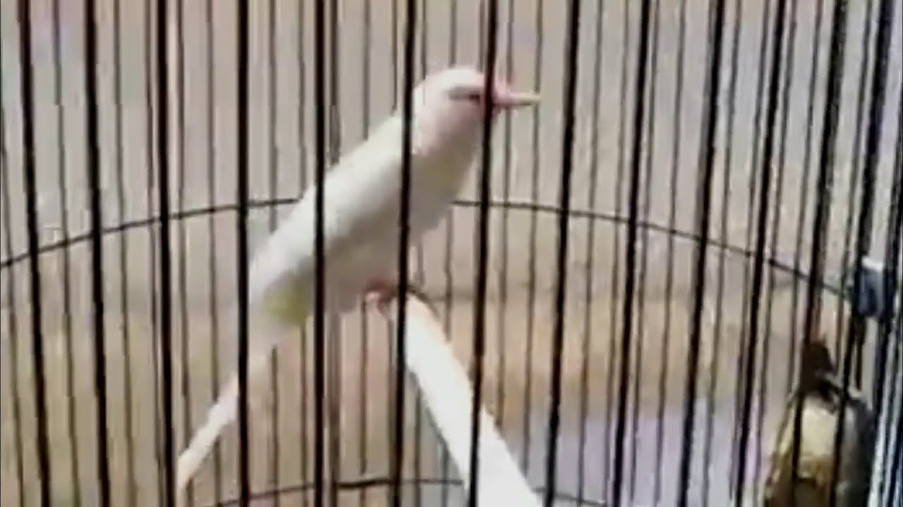 KUTILANG ALBINO BURUNG GENTILANG LANGKA 