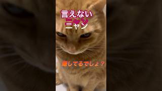 s:67「母ちゃんにもナイショの話」#猫のきもち #ねこ好き #猫のいる暮らし