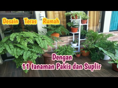 Video: Fakta Pakis Nyamuk - Ketahui Tentang Tumbuhan Pakis Nyamuk Dan Kegunaannya