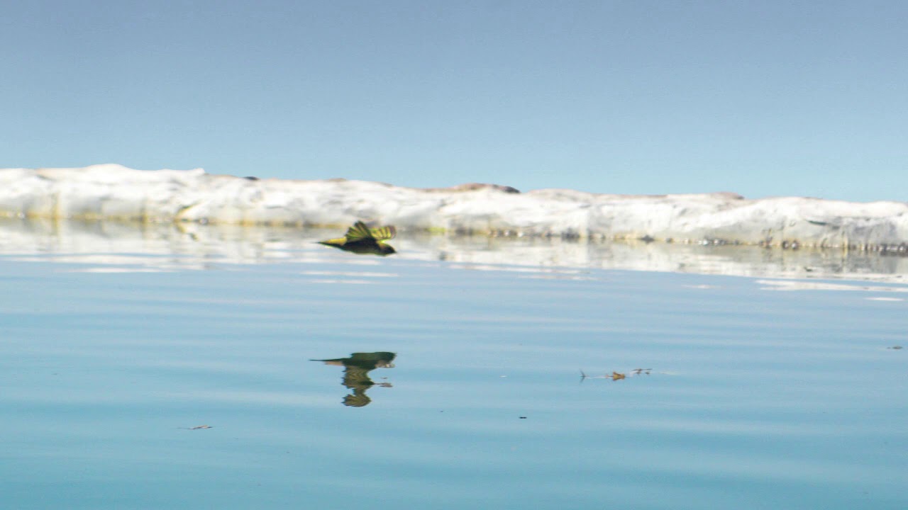 Yellow Sparrow  (zard e malijeh) زرد ملیجه