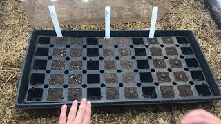 Seed Sprouting experiment Wk 1