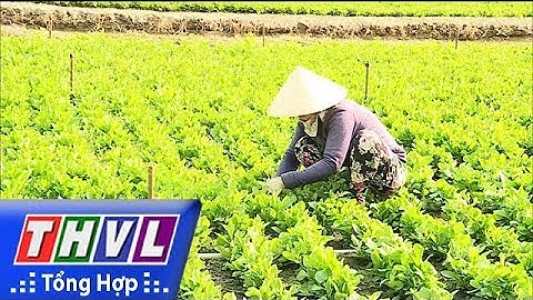 THVL | Trồng rau cải trời cho thu nhập cao