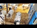 شراء عجل تربيه من الأسواق المحليه (هام جدا للمربين الصغار) little calves from farm