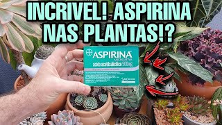 Descubra o Por que de Usar Aspirina Nas Suas Plantas