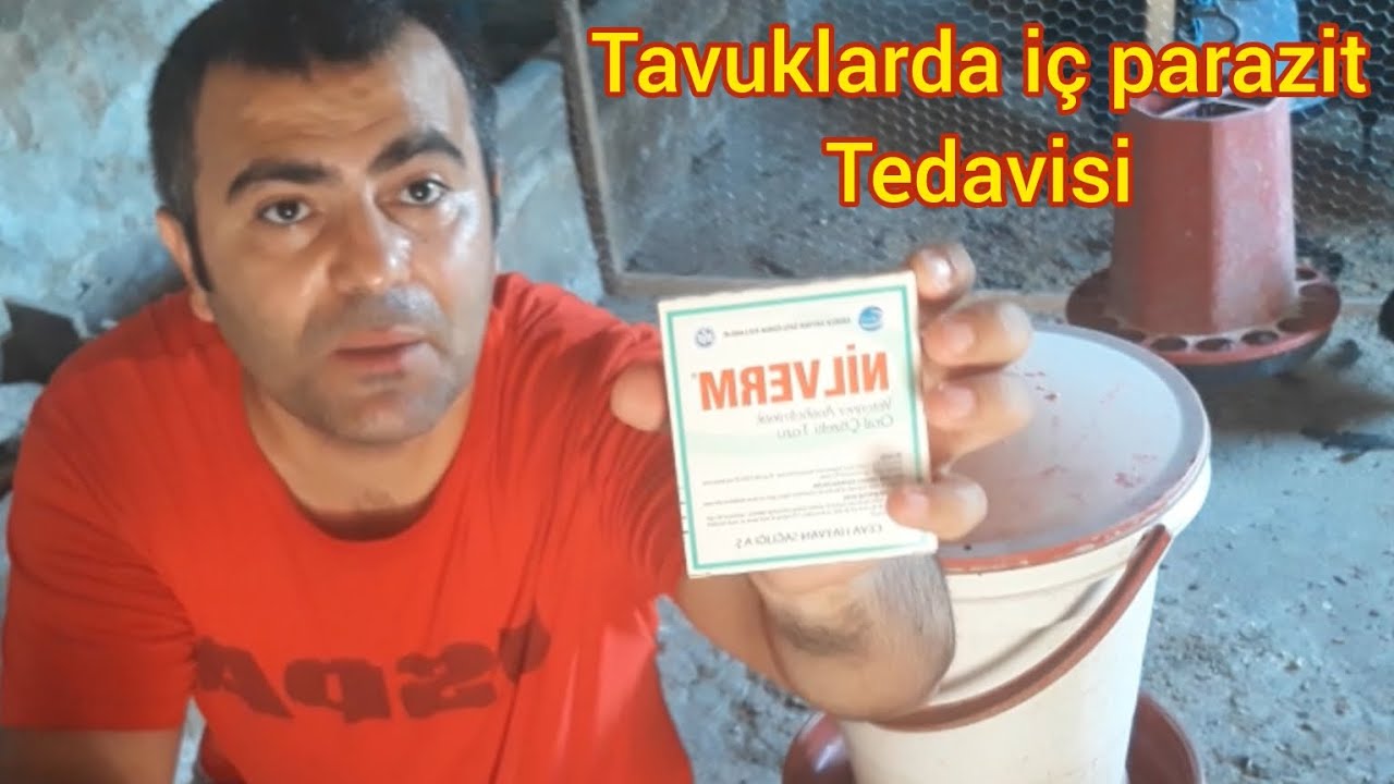 Tavuklarda iç parazit tedavisi #tavuk #civciv #kuluçkamakinesi #gurktavuk