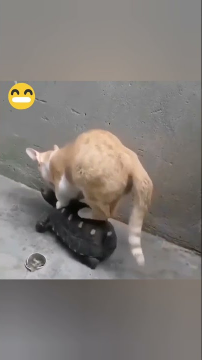 kucing oren naik ke atas kura-kura 😂 | cat and turtle funny video 😆 #shorts