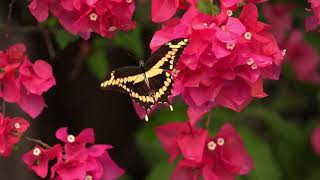Butterfly (Feb 2021)