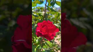 وردة السلطان قابوس 🌹🌹🌹 Sultan Qaboos Rose