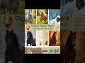The Year of the Horse