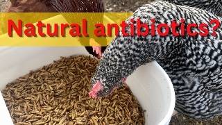 The chicken treat that KILLS bacteria! | BREAKING RESEARCH