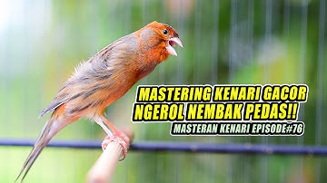 #76 Masteran Suara Burung Kenari Gacor Panjang cuit cuit Ngerol untuk Pancingan Kenari!