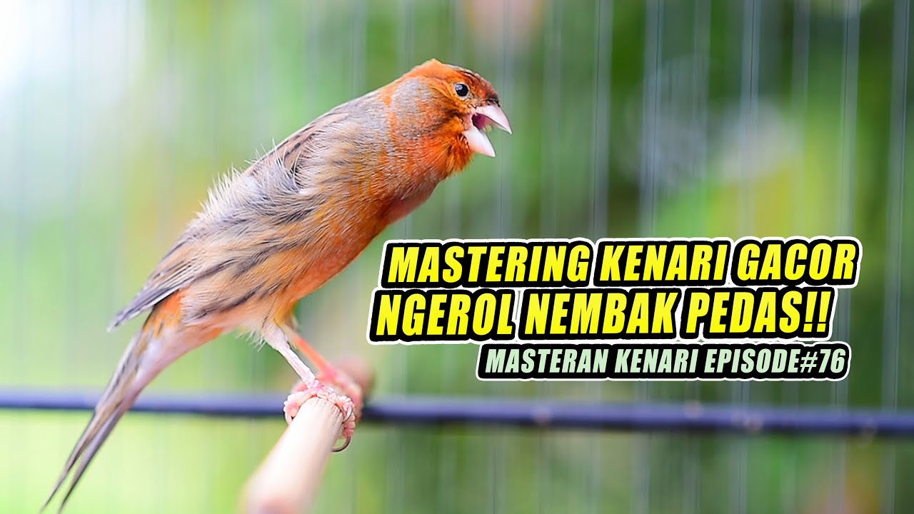 #76 Masteran Suara Burung Kenari Gacor Panjang cuit cuit Ngerol untuk Pancingan Kenari!