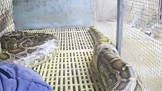 Part 2: Close-Up of a Giant Python Shedding Its Skin | Incredible Snake Transformation in 4K