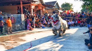 Download Lagu Pertunjukan Spektakuler Singo Barong Ki Ronggo Gunung Lawu Live Bakalan Gondang MP3