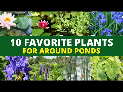 Video: What Plants Grow In A Pond