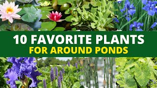 10 Favorite Plants for Around Ponds