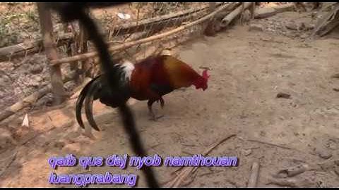 qaib qus daj zoo nraug kawg li ไก่ป่าเหลืองสวยมาก 26/2/2020