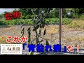 ナスに「青枯れ病（疑い）」が出ました。あっという間に感染が広がる怖い病気です。NO471（2022.6.4）