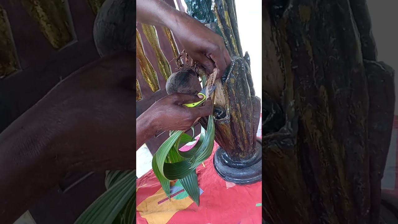 model unique cr&eacute;ation coco bonsa&iuml;