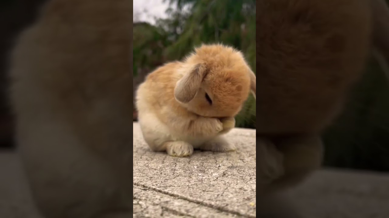 ASMR Cute bunny wow 🐰💕❤️