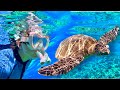 Molokini crater  turtle town excursion maui magic snorkeling tour in hawaii