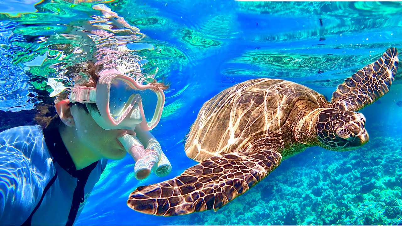 Molokini Crater & Turtle Town Excursion! Maui Magic Snorkeling Tour in Hawaii! YouTube