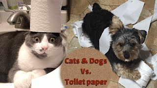 Cats and dogs vs. Toilet paper  | Compilation |  Hold your laugh if you can | Diba pets